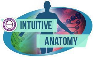 Theta Healing Berlin Intuitive Anatomie